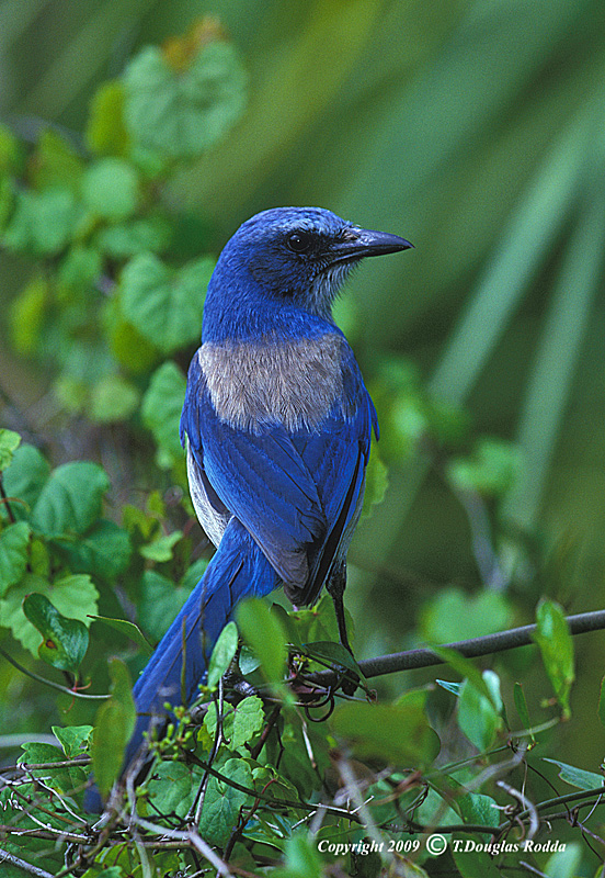 JAYS AND CROWS